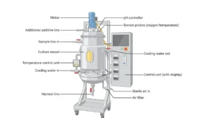 Read more about the article Bioreactor: Design, Principle, Parts, Types, Uses, Diagram