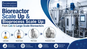 Read more about the article Bioreactor Scale Up & Bioprocess Scale Up: From Lab to Large Scale Bioreactors